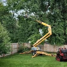 Best Tree Removal  in Temesl Valley, CA