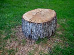 Best Tree Health Inspection  in Temesl Valley, CA