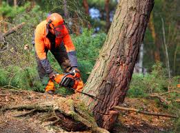 Lawn Watering Services in Temescal Valley, CA