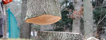 How Our Tree Care Process Works  in  Temescal Valley, CA