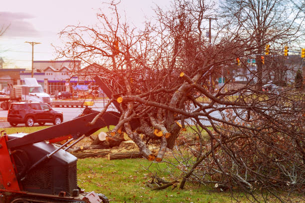 Best Arborist Consultation Services  in Temesl Valley, CA