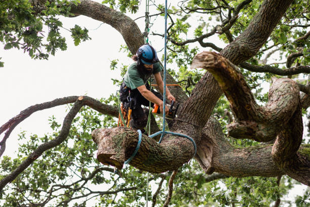 Best Palm Tree Trimming  in Temesl Valley, CA