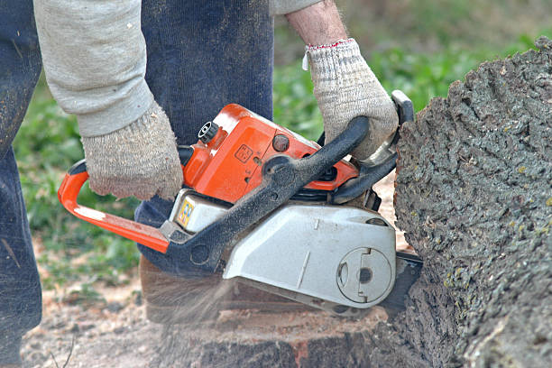 Best Utility Line Clearance  in Temesl Valley, CA