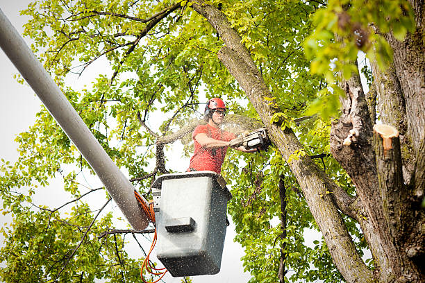 Best Hedge Trimming  in Temesl Valley, CA