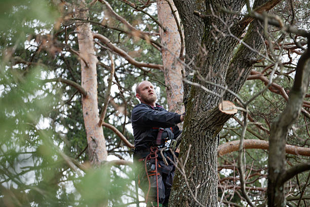 Best Root Management and Removal  in Temesl Valley, CA