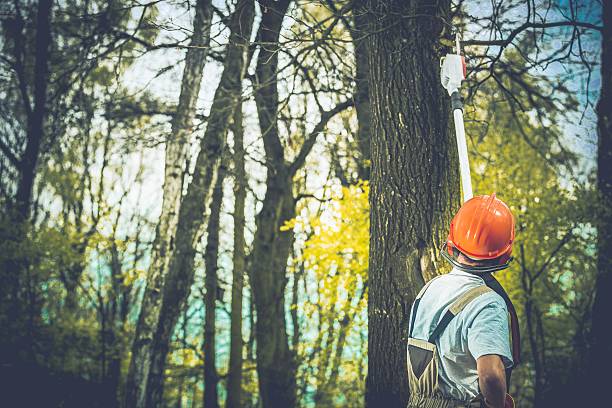 Reliable Temescal Valley, CA Tree Care Solutions